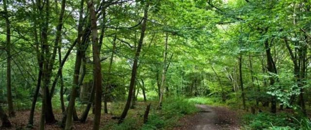 Bishops Wood