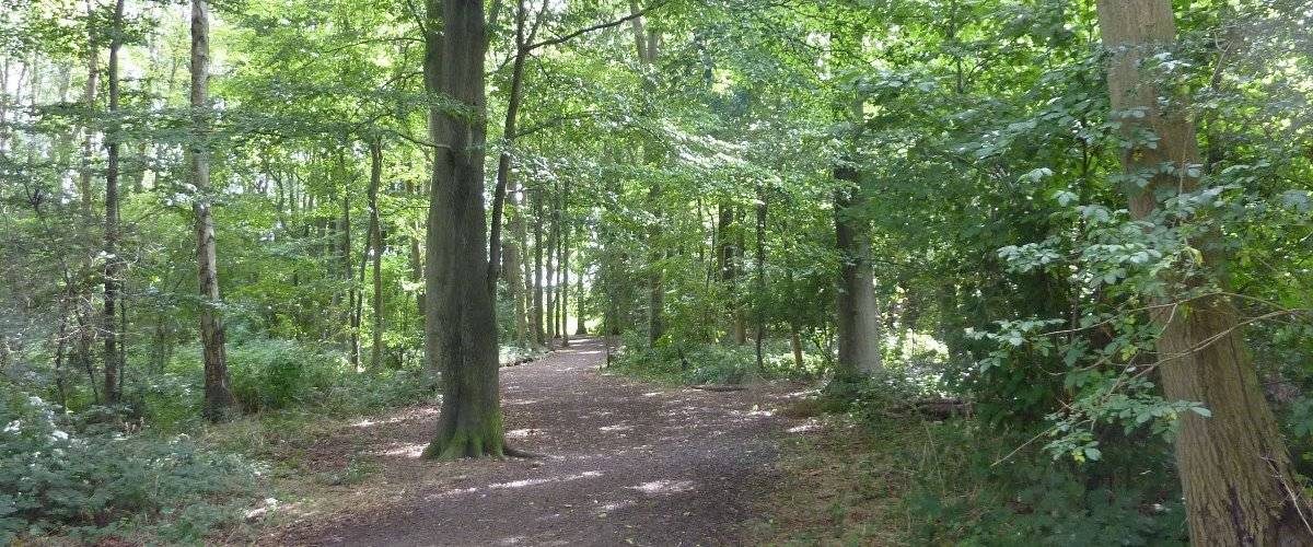 Claypithills Woods