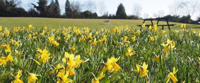 Goodwood Recreation Ground