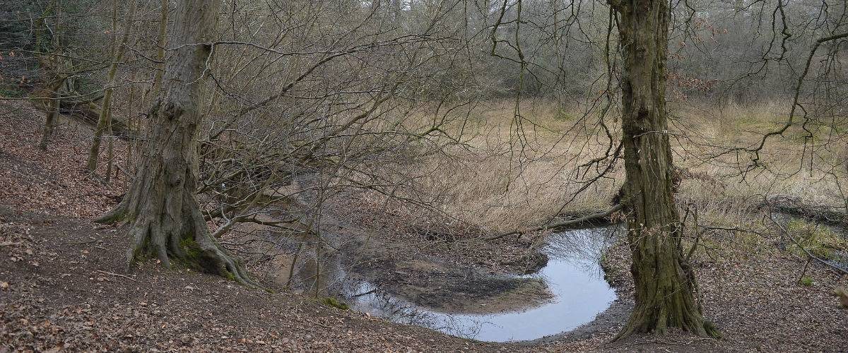 Dell Stream Woods