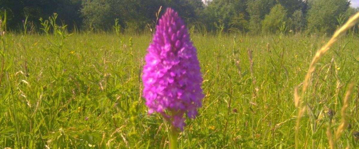 Ivel Springs Local Nature Reserve