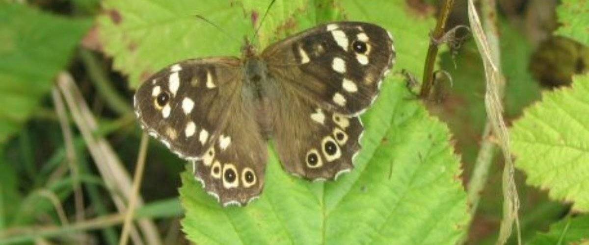 Oxhey Woods Local Nature Reserve