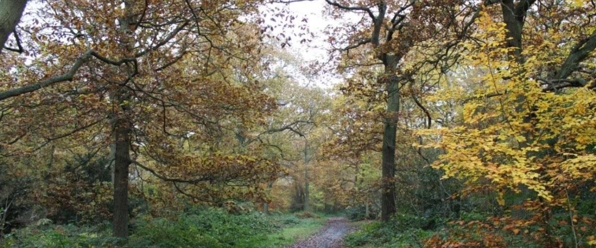 Oxhey Woods Local Nature Reserve