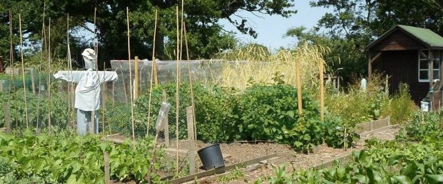 Paddock Road Allotments