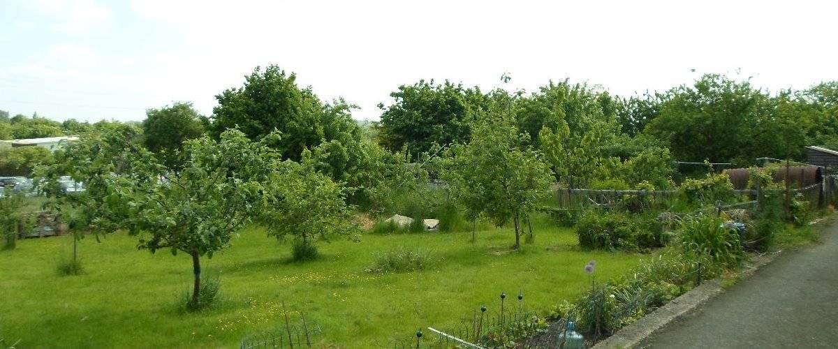 Paddock Road Allotments