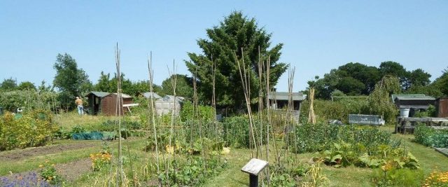 Paddock Road Allotments