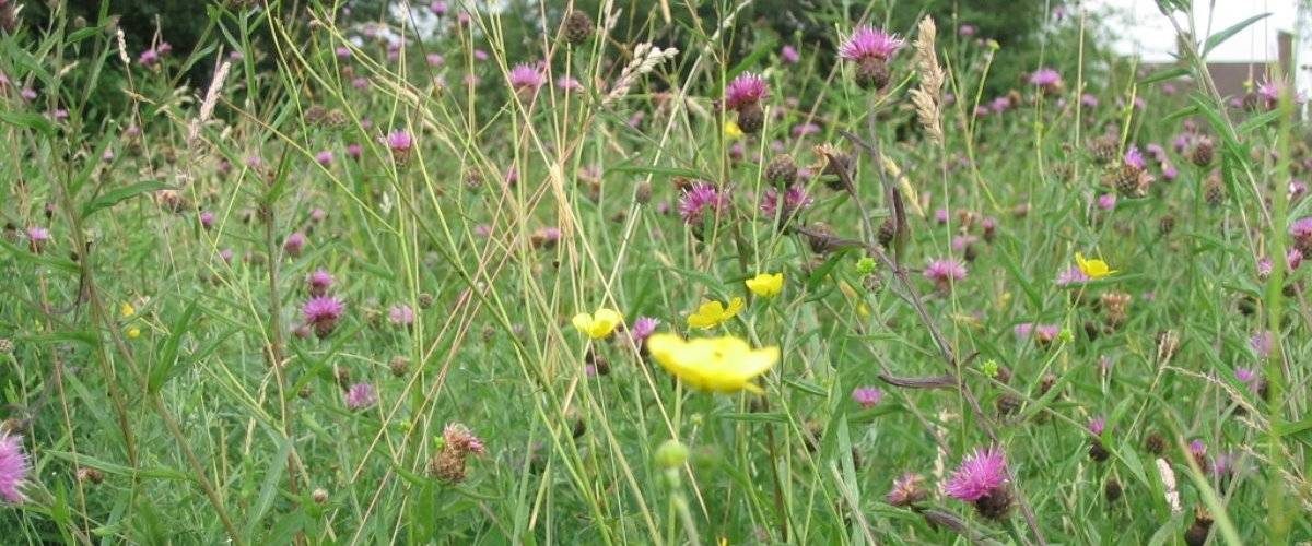 Prestwick Road Meadows Local Nature Reserve