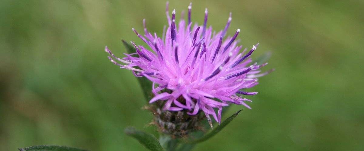 Prestwick Road Meadows Local Nature Reserve