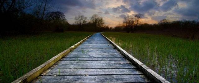 Withey Beds Local Nature Reserve