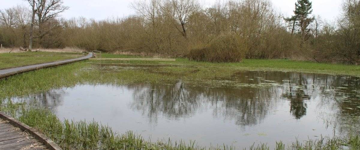 Withey Beds Local Nature Reserve