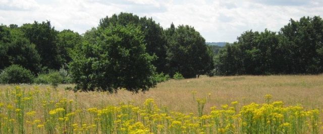 Top Field and Cozens Grove Local Nature Reserve