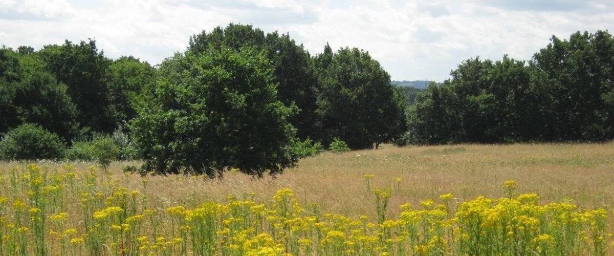 Top Field and Cozens Grove Local Nature Reserve