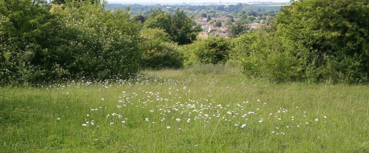 Weston Hills Local Nature Reserve