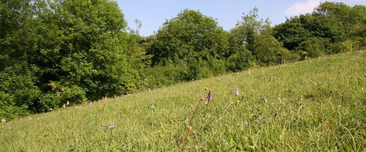 Weston Hills Local Nature Reserve