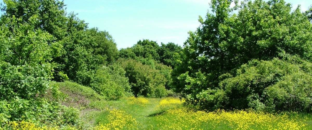 Tring Memorial Garden