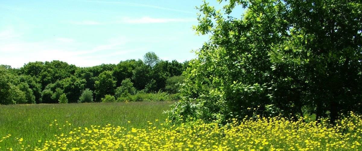 Top Field and Cozens Grove Local Nature Reserve