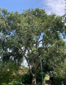 Poplar Tree in Haggerston Park