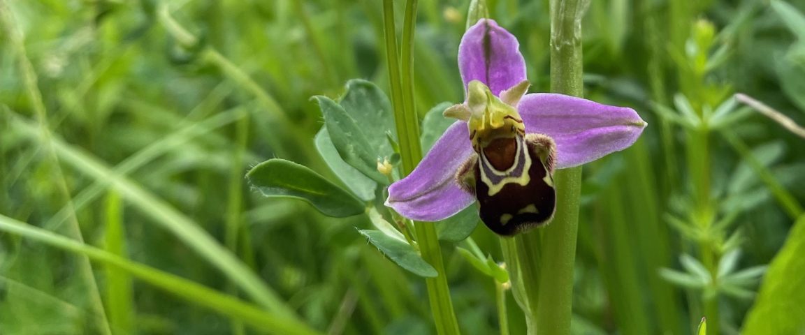 Bee orchid at The Commons