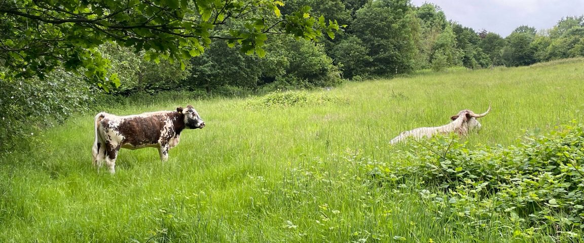 Cattle grazing at The Commons