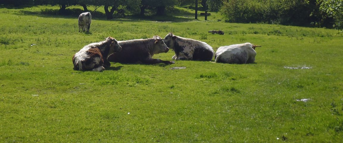 Longhorn cattle resting at Singlers Marsh