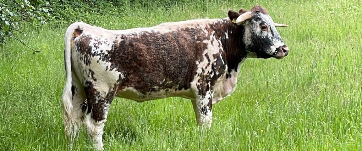 Longhorn cow at The Commons